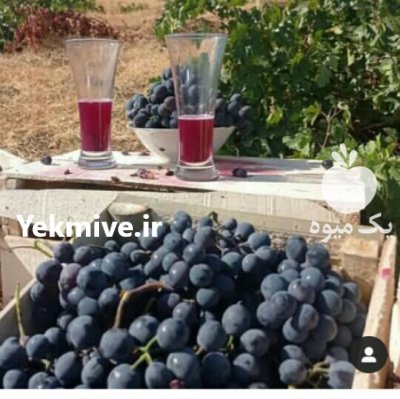 انگورسیاه شانی دیمی سردشت انگورشانی در تهران در گروه خرید فروش عمده انگور - یاقوتی شانی عسگری بی دانه قرمز در یکمیوه
