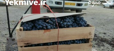 انگورسیاه شانی دیمی سردشت انگورشانی در تهران در گروه خرید فروش عمده انگور - یاقوتی شانی عسگری بی دانه قرمز در یکمیوه -عکس2