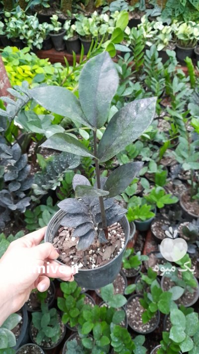 فروش انواع گل های آپارتمانی به قیمت عمده در ساری در گروه خرید فروش عمده انواع گل - پروش قاشقی موسی ساکولنت بن سای در یکمیوه -عکس1