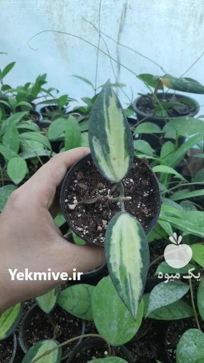 فروش انواع گل های آپارتمانی به قیمت عمده در ساری در گروه خرید فروش عمده انواع گل - پروش قاشقی موسی ساکولنت بن سای در یکمیوه -عکس2