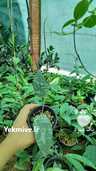 فروش انواع گل های آپارتمانی به قیمت عمده در ساری در گروه خرید فروش عمده انواع گل - پروش قاشقی موسی ساکولنت بن سای در یکمیوه