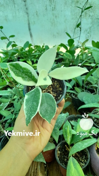 فروش انواع گل های آپارتمانی به قیمت عمده در ساری در گروه خرید فروش عمده انواع گل - پروش قاشقی موسی ساکولنت بن سای در یکمیوه -عکس4