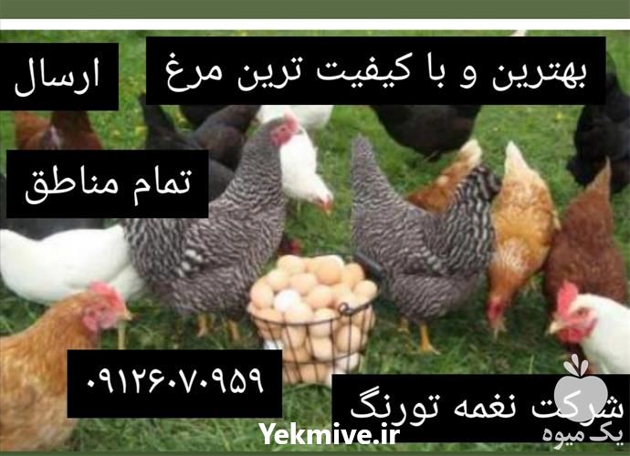 فروش نیمچه مرغ گلپایگان 4 ماهه در تهران در گروه مرغ و خروس و بوقلمون و اردک قو قاز در یکمیوه -عکس1