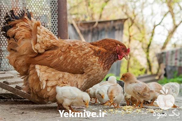 فروش مرغ 5 ماهه در تهران در گروه مرغ و خروس و بوقلمون و اردک قو قاز در یکمیوه -عکس1