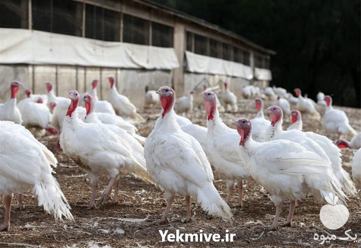 فروش بوقلمون زنده واکسینه شده در تهران در گروه مرغ و خروس و بوقلمون و اردک قو قاز در یکمیوه -عکس1