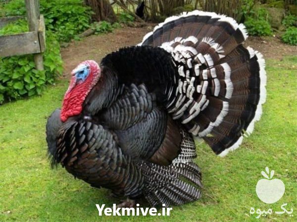 فروش بوقلمون یک ماهه برنز  در تهران در گروه انواع تخم ها - مرغ بوقلمون پرنده عمده کشاورزی در یکمیوه -عکس1