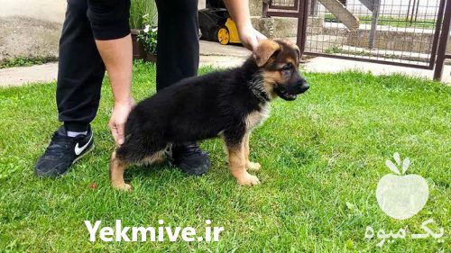 فروش توله سگ ژرمن کینگ در تهران در گروه سگ و گربه در یکمیوه -عکس1