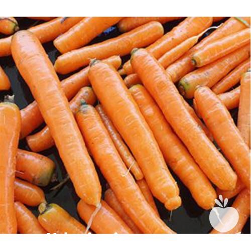 فروش بذر هویج نانتس الیت در البرز در گروه خرید فروش بذر - انواع محصول کشاورزی گوجه کتان میوه درخت در یکمیوه -عکس1