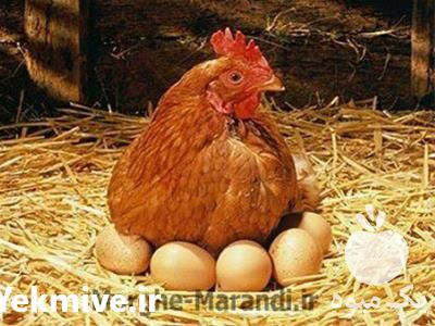 فروش پولت تخم گذار در تهران در گروه مرغ و خروس و بوقلمون و اردک قو قاز در یکمیوه -عکس1