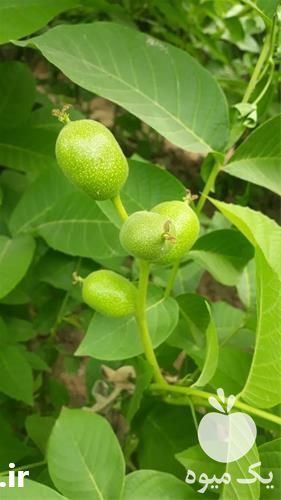 تولید و فروش نهال گردو کیفیت بالا در اصفهان در گروه خرید فروش نهال - انواع گردو پسته بادام سلطانی انگور در یکمیوه -عکس1