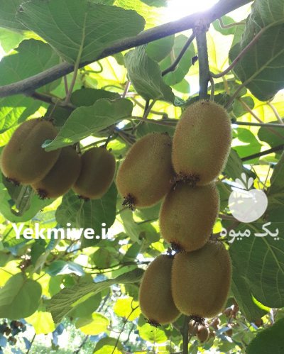 فروش کیوی هایوارد خطبه سرا تالش در لیسار در گروه خرید فروش عمده کیوی - صادراتی مازندران تنکابن تالش در یکمیوه -عکس1
