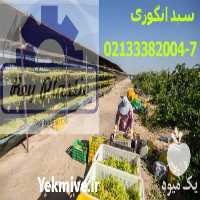 تولید و فروش سبد بسته بندی در تهران در گروه خرید فروش انواع سبد - میوه پلاستیکی چوبی گل در یکمیوه