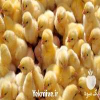 فروش جوجه گوشتی و مرغ گوشتی در تهران در گروه مرغ و خروس و بوقلمون و اردک قو قاز در یکمیوه
