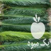 فروش برگ سیکاس  بسته بندی شده   در احمد سرگوراب در گروه خرید فروش عمده گیاهان زینتی - گرمسیری آپارتمانی باغچه آب در یکمیوه