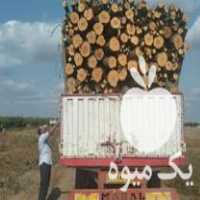 خریدار چوب قلمه میوه اردبیل پارس اباد در گروه خرید فروش عمده چوب- زغال چوب گردو تبریزی خام در یکمیوه