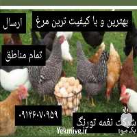 فروش نیمچه مرغ گلپایگان 4 ماهه در تهران در گروه مرغ و خروس و بوقلمون و اردک قو قاز در یکمیوه