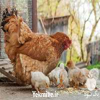 فروش مرغ 5 ماهه در تهران در گروه مرغ و خروس و بوقلمون و اردک قو قاز در یکمیوه