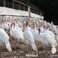 فروش بوقلمون زنده واکسینه شده در تهران در گروه مرغ و خروس و بوقلمون و اردک قو قاز در یکمیوه