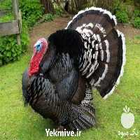 فروش بوقلمون یک ماهه برنز  در تهران در گروه انواع تخم ها - مرغ بوقلمون پرنده عمده کشاورزی در یکمیوه