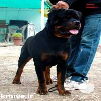 فروش سگ روتوایلر نگهبانی در تهران در گروه سگ و گربه در یکمیوه