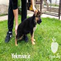 فروش توله سگ ژرمن کینگ در تهران در گروه سگ و گربه در یکمیوه