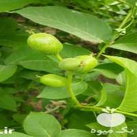 تولید و فروش نهال گردو کیفیت بالا در اصفهان در گروه خرید فروش نهال - انواع گردو پسته بادام سلطانی انگور در یکمیوه