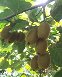 فروش کیوی هایوارد خطبه سرا تالش در لیسار در گروه خرید فروش عمده کیوی - صادراتی مازندران تنکابن تالش در یکمیوه