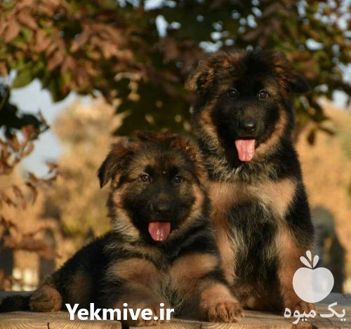 فروش قیمت تولهسگ ژرمن شپرد شولاین در کرج در گروه سگ و گربه _ نگهبان هاسکی ژرمن دوبرمن سرابی در یکمیوه -عکس1