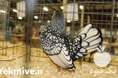 فروش تخم نطفه دار سبرایت در تهران در گروه انواع تخم ها - مرغ بوقلمون پرنده عمده کشاورزی در یکمیوه -عکس1