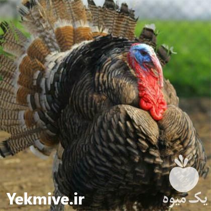 فروش جوجه بوقلمون برنز در تهران در گروه مرغ و خروس و بوقلمون و اردک قو قاز در یکمیوه -عکس1