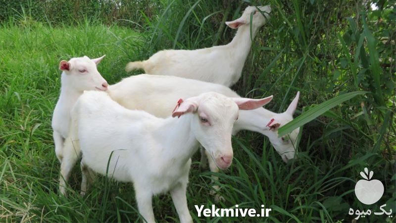 فروش بز سانن در اصفهان در گروه گاو و گوسفند و میش و بز کهره گوساله سمینتال در یکمیوه -عکس1