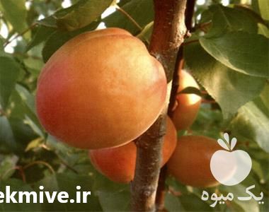 فروش قیمت نهال زردالو در تهران در گروه خرید فروش نهال - انواع گردو پسته بادام سلطانی انگور در یکمیوه -عکس1