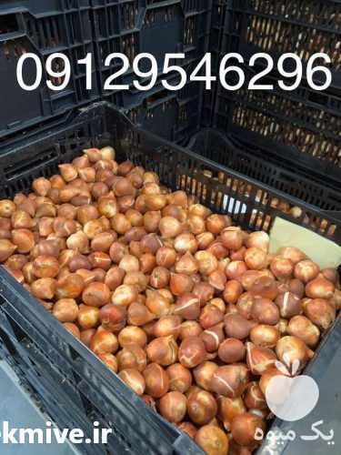 فروش پیاز گل نرگس در اندیشه در گروه خرید فروش عمده گیاهان زینتی - گرمسیری آپارتمانی باغچه آب در یکمیوه -عکس1