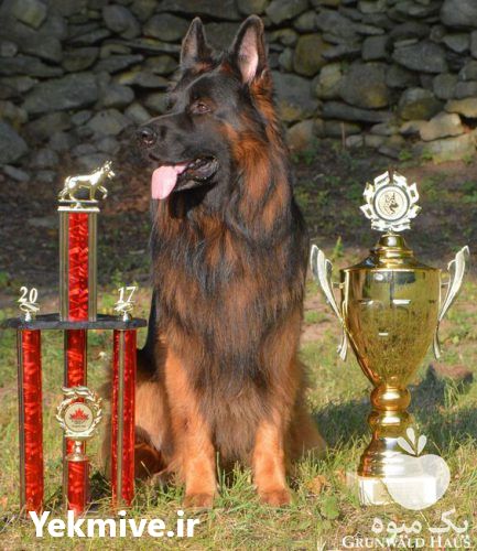 فروش تخصصی سگ ژرمن شپرد لانگ هیر در تهران در گروه سگ و گربه _ نگهبان هاسکی ژرمن دوبرمن سرابی در یکمیوه -عکس1