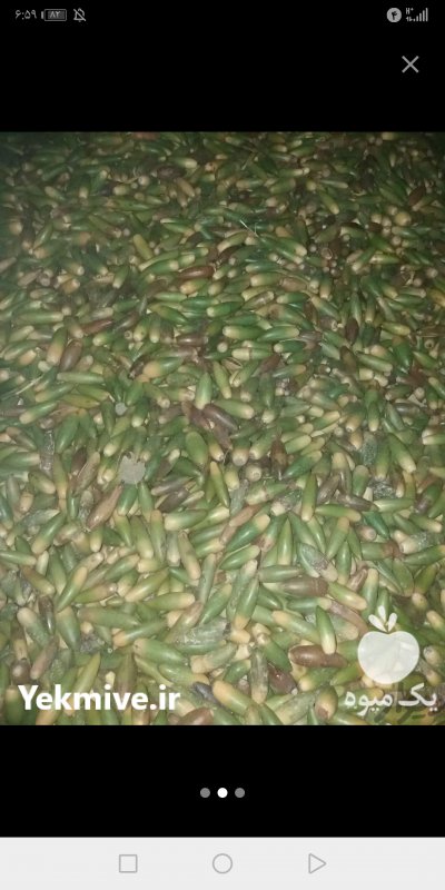 فروش بلوط عمده در بروجن در گروه خرید فروش عمده میوه استوایی - پاپایا قرمز منگوستین گواوا بلوبری در یکمیوه -عکس2