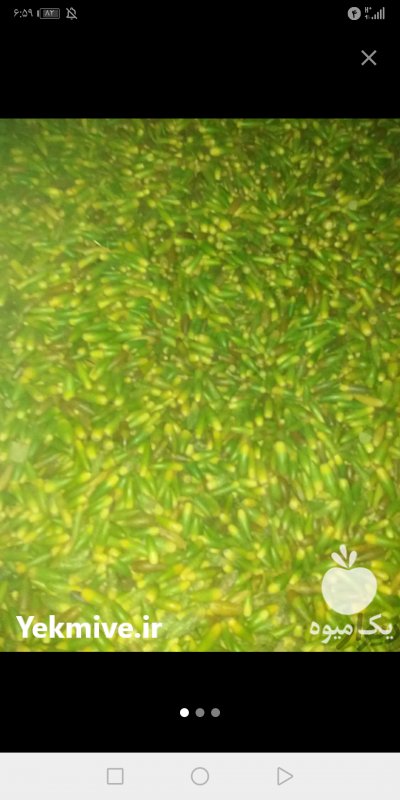 فروش بلوط عمده در بروجن در گروه خرید فروش عمده میوه استوایی - پاپایا قرمز منگوستین گواوا بلوبری در یکمیوه