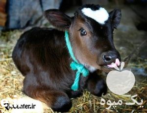 فروش دوره آموزشی پرورش گاو شیری و تلیسه در تهران در گروه مشاوره - راه اندازی بازاریابی کسب درآمد بهبود کسب و کار در یکمیوه -عکس1