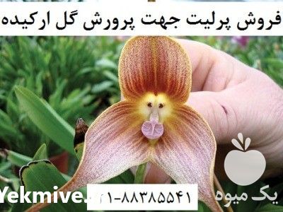 فروش پرلیت پرورش گل ارکیده در تهران در گروه خرید فروش کود و مواد شیمیایی - اوره پتاس مرغی کمپوست آهن در یکمیوه -عکس1