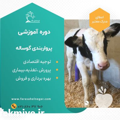 دوره تخصصی پروار کردن گوساله در تهران در گروه مشاوره - راه اندازی بازاریابی کسب درآمد بهبود کسب و کار در یکمیوه -عکس1