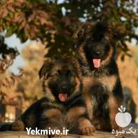 فروش قیمت تولهسگ ژرمن شپرد شولاین در کرج در گروه سگ و گربه _ نگهبان هاسکی ژرمن دوبرمن سرابی در یکمیوه