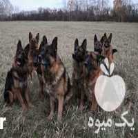 فروش سگ نگهبان سگ ژرمن شپرد در کرج در گروه سگ و گربه _ نگهبان هاسکی ژرمن دوبرمن سرابی در یکمیوه