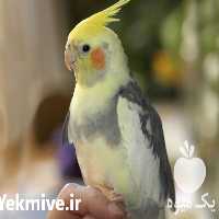 فروش در تهران در گروه انواع تخم ها - مرغ بوقلمون پرنده عمده کشاورزی در یکمیوه