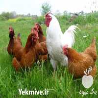 فروش نیمچه پولت اصلاح محلی در تهران در گروه مرغ و خروس و بوقلمون و اردک قو قاز در یکمیوه