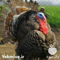 فروش جوجه بوقلمون برنز در تهران در گروه مرغ و خروس و بوقلمون و اردک قو قاز در یکمیوه