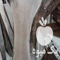 فروش چوب گردو در کرج در گروه خرید فروش عمده چوب- زغال چوب گردو تبریزی خام در یکمیوه