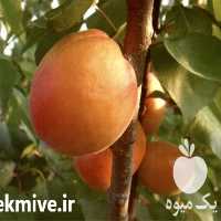 فروش قیمت نهال زردالو در تهران در گروه خرید فروش نهال - انواع گردو پسته بادام سلطانی انگور در یکمیوه
