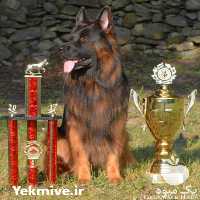 فروش تخصصی سگ ژرمن شپرد لانگ هیر در تهران در گروه سگ و گربه _ نگهبان هاسکی ژرمن دوبرمن سرابی در یکمیوه
