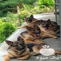 فروش سگ ژرمن شپرد توله یا بالغ در تهران در گروه سگ و گربه _ نگهبان هاسکی ژرمن دوبرمن سرابی در یکمیوه