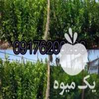 فروش نهال درخت لیمو سرو در شیراز در گروه خرید فروش نهال - انواع گردو پسته بادام سلطانی انگور در یکمیوه