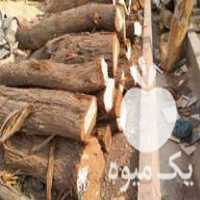فروش چوب عناب و کهور در تهران در گروه خرید و فروش انواع چوب در یکمیوه